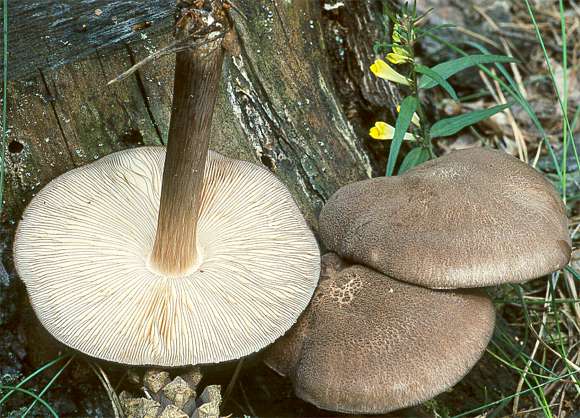 Pluteus atromarginatus